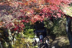 11/23　三連休、松ヶ岡公園の紅葉