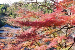 11/23　三連休、松ヶ岡公園の紅葉