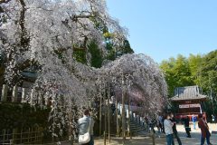 4/9　小川諏訪神社