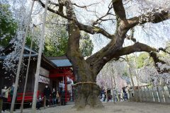 4/9　小川諏訪神社