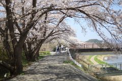4/9　新川沿い（梅本）