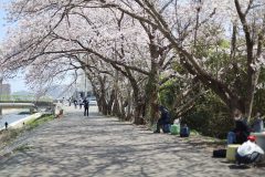 4/9　新川沿い（梅本）