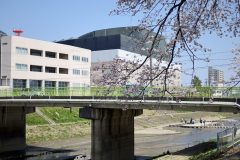 4/9　新川沿い（梅本）