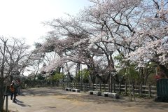 4/9　勿来の関公園