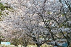 4/9　勿来の関公園