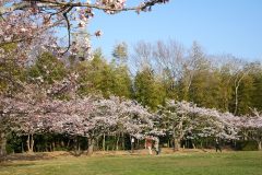4/9　大畑公園