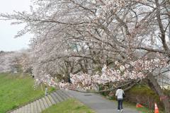 3/27　平、新川沿い