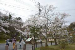3/28　平、松ヶ岡公園