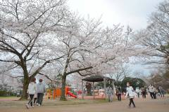 3/28　平、松ヶ岡公園