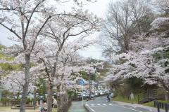 3/28　平、松ヶ岡公園