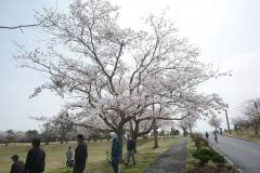 3/30　楢葉町、天神岬スポーツ公園