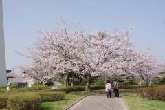 3/31　小名浜、三崎公園