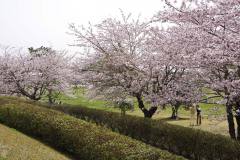 3/31　小名浜、三崎公園