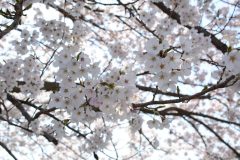 鹿島千本桜・4/9