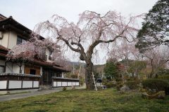 遠野・円福寺・4/7