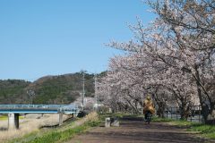 谷川瀬・新川沿い・4/8
