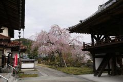 遠野・円福寺・4/7