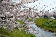 鹿島千本桜・4/9