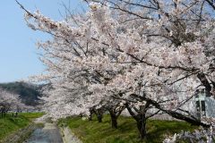 鹿島千本桜・4/9