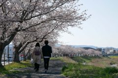 谷川瀬・新川沿い・4/8