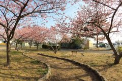 3/25さながら桜の回廊