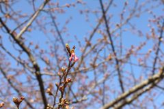 3/12ほとんどつぼみの状態