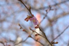 3/12探し回って数輪の開花を確認