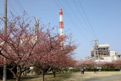 3/25七～八分咲き