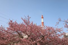 3/25七～八分咲き