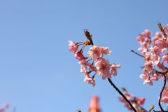 3/25七～八分咲き