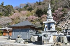 3/20　小名浜徳蔵院・河津桜