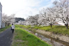 3/31　鹿島千本桜