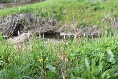 3/31　鹿島千本桜