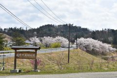 4/2　遠野千本桜公園まつり