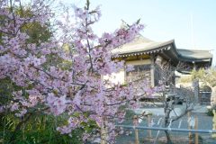 3/15　久之浜諏訪神社・河津桜