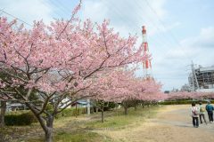 3/17　常磐共同火力・河津桜