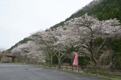 3/27　遠野オートキャンプ場