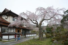 3/27　遠野町円福寺