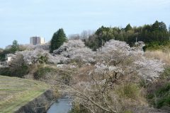 3/27　スパリゾートハワイアンズ周辺