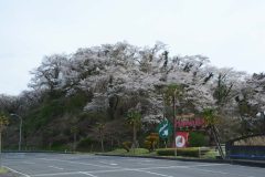 3/27　スパリゾートハワイアンズ周辺