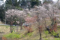 4/2　遠野千本桜公園まつり