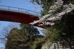 4/1　松ヶ岡公園