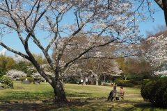 3/31　小名浜臨海工業団地大畑緑地（大畑公園）