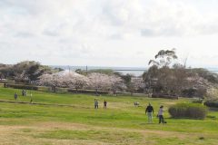 3/31　県立三崎公園