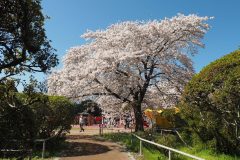 4/1　松ヶ岡公園