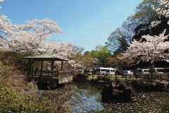 4/1　松ヶ岡公園