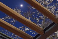 3/27　松ヶ岡公園・夜桜