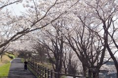 3/29　県営いわき公園